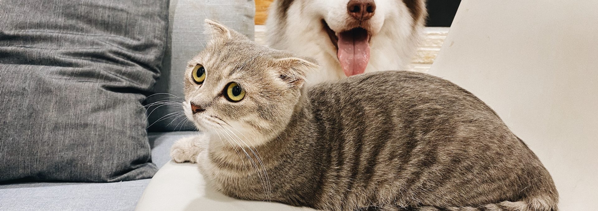 grey tabby cat beside short-coat brown and white dog