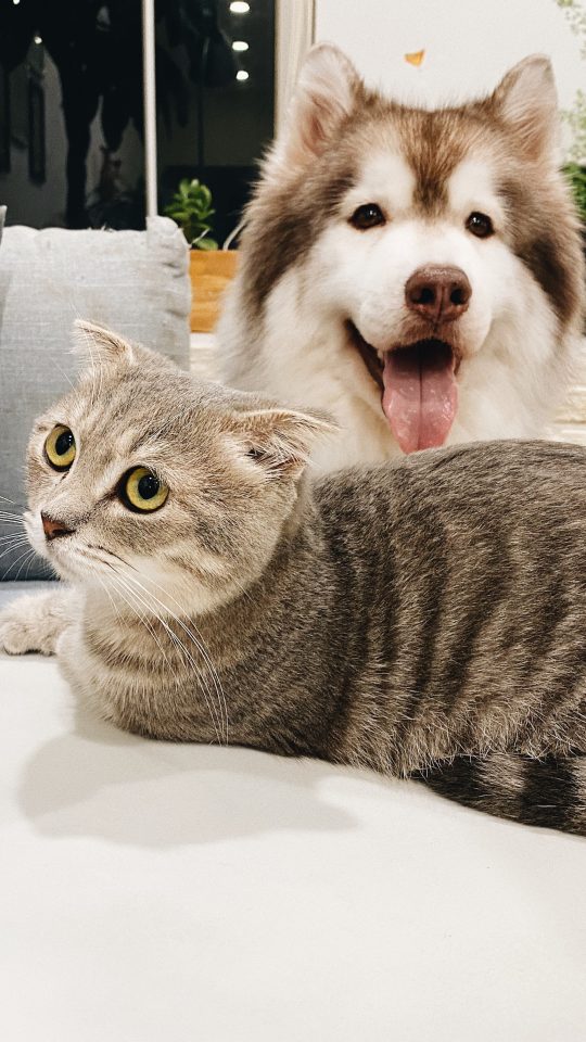 grey tabby cat beside short-coat brown and white dog